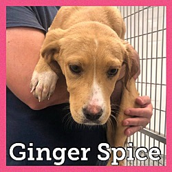 Photo of Ginger Spice