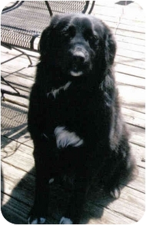 Corryton, TN - Australian Shepherd. Meet Marlee a Dog for Adoption.