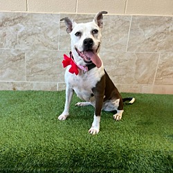 Photo of Sadie