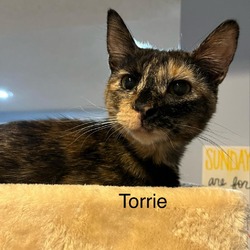 Thumbnail photo of Torri #1