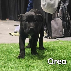 Thumbnail photo of Oreo KA #4