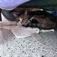 adopt a pet