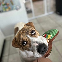 adopt a pet