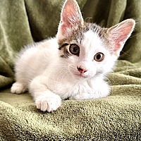 adopt-pet