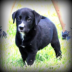 Thumbnail photo of Jax ~adopted! #1