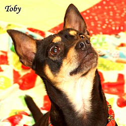 Thumbnail photo of Toby ~ adopted! #1