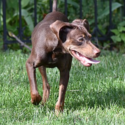 Thumbnail photo of Brownie- Foster to Adopt #4