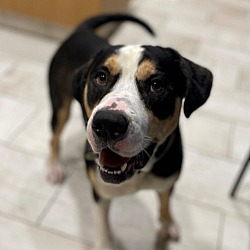 Photo of Orion 1 Year Old Swiss Mt Dog Mix Sweetheart