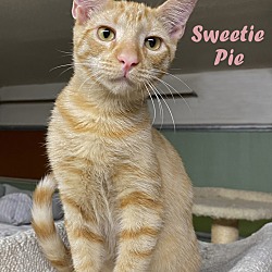 Photo of Sweetie Pie
