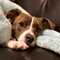 adopt a pet