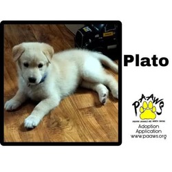 Thumbnail photo of Plato #1