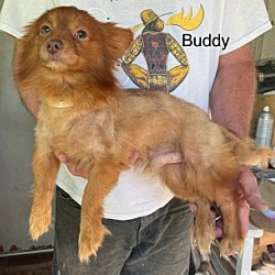 Photo of Buddy