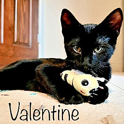 Thumbnail photo of Valentine Black Litter #1