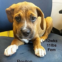 Thumbnail photo of Peyton - Boxer Hound 4pack #3