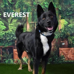 Thumbnail photo of Everest #1