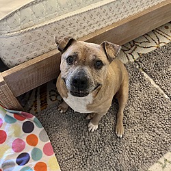 bonded pet photo