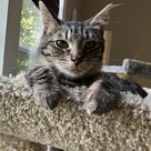 Adopt A Pet :: Pinecone - South Haven, MI