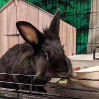 adopt-pet
