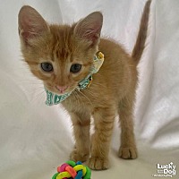 adopt a pet