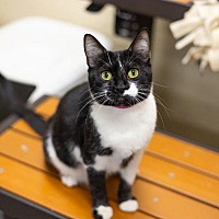 adopt a pet