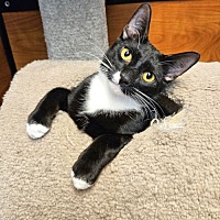 adopt a pet