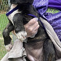 adopt a pet