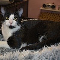 adopt-pet