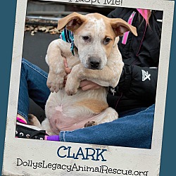 Thumbnail photo of CLARK #1