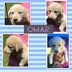 Thumbnail photo of Omar~adopted! #2
