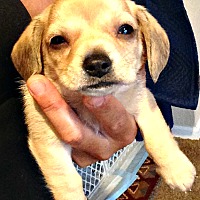 Boulder, CO - Pet Adoption. Brighter Days Dog Rescue has dogs ...