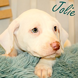 Thumbnail photo of Jolie~adopted! #3