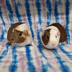 Thumbnail photo of Winnie & Piglet #2