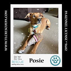 Thumbnail photo of Posie (The Police Pups) 030224 #1