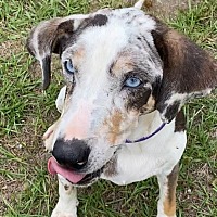 adopt a pet