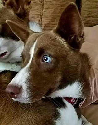 Allison Park PA Siberian Husky Australian Kelpie mix . Meet