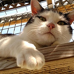 Thumbnail photo of Pawley ~ Lap Cat/Playful #3