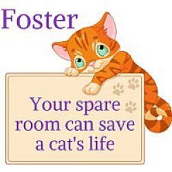 Photo of FOSTER Homes Needed