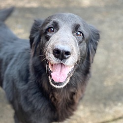 Sunshine Golden Retriever Rescue In New Canaan Connecticut