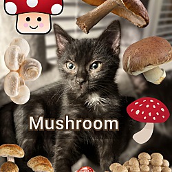 Photo of Mushroom