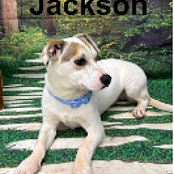Thumbnail photo of Jackson #1