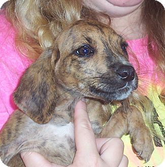 Richmond, VA - Plott Hound. Meet Plott Hound Puppies a Pet ...