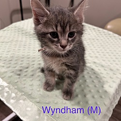 Photo of Wyndham