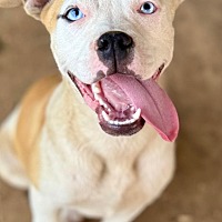 adopt a pet