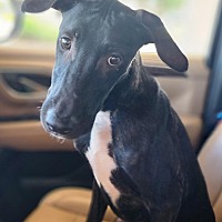 adopt a pet