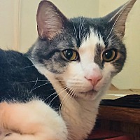 adopt-pet