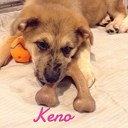 Thumbnail photo of Keno #4