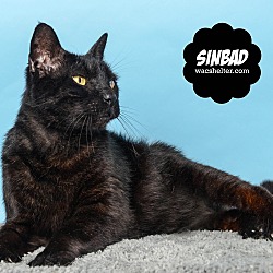 Thumbnail photo of Sinbad (bonded w/Carmen) #1