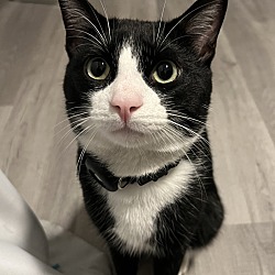 Photo of Mr. Chat