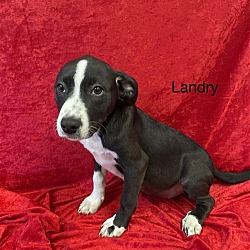 Photo of (PENDING)Landry - 18 week old female mixed breed