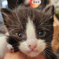 Thumbnail photo of Dot #4